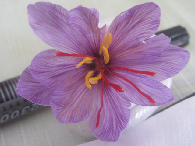 il fiore di zafferano