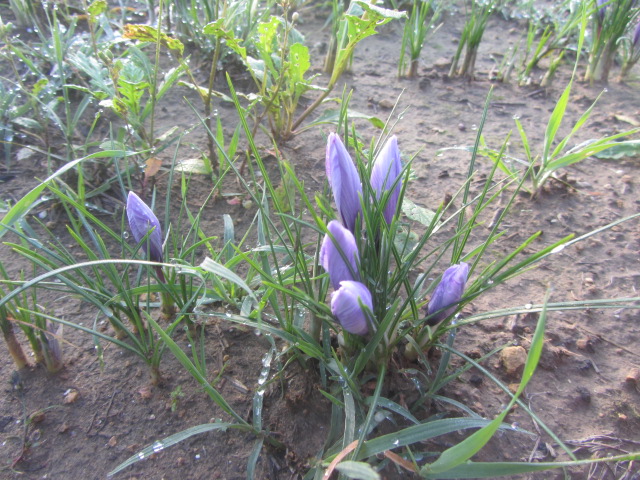 i fiori di zafferano nel campo 